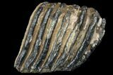 Partial Southern Mammoth Molar - Hungary #149852-4